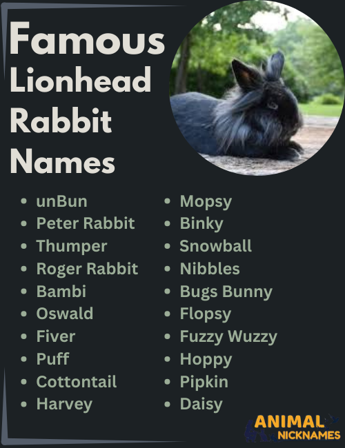 Famous Lionhead Rabbit Names