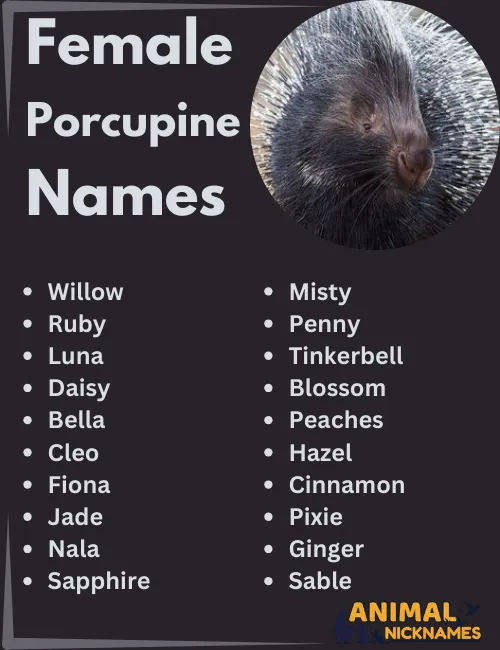 Female Porcupine Names