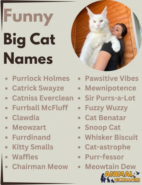 Best 400+ Big Cat Names for your Big Kitty [Perfect Ideas]