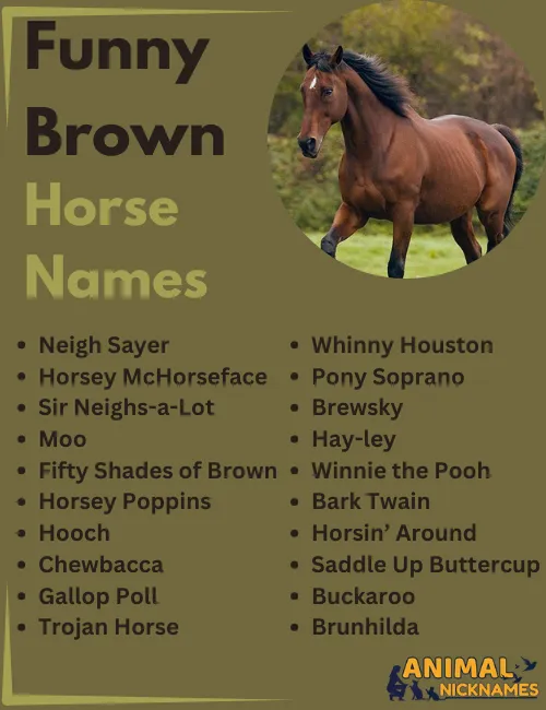 Funny Brown Horse Names