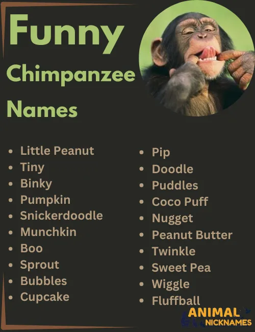 Funny Chimpanzee Names