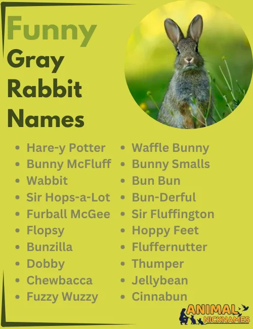 Funny Gray Rabbit Names