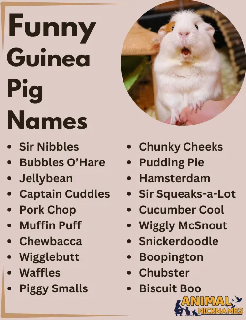 Funny Guinea Pig Names