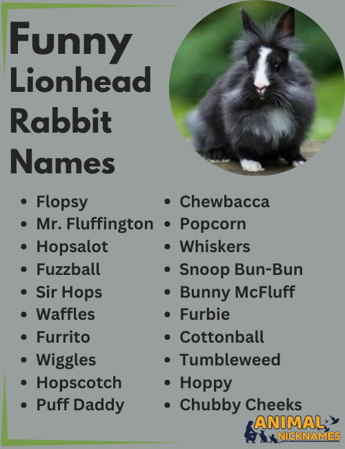 Funny Lionhead Rabbit Names