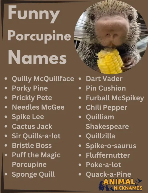 Funny Porcupine Names