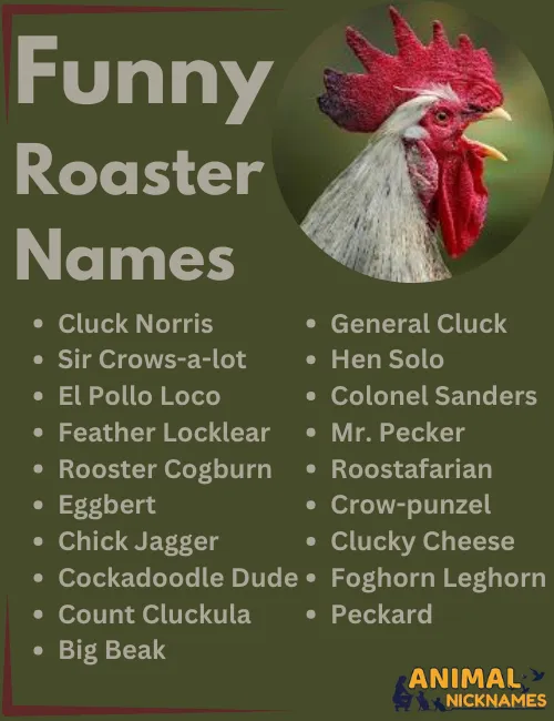 Funny Rooster Names