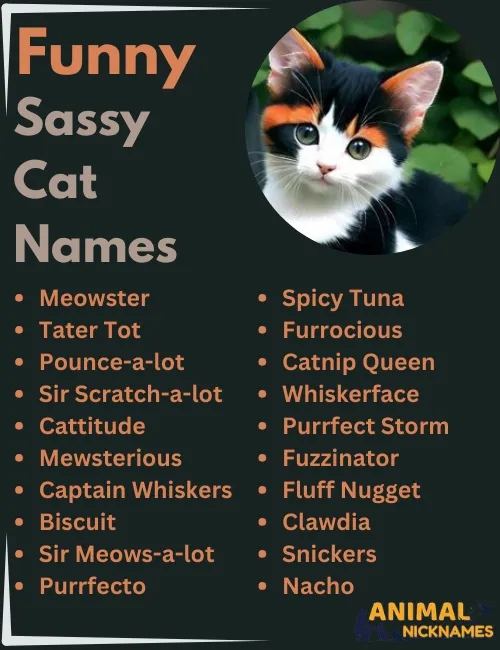 Funny Sassy Cat Names