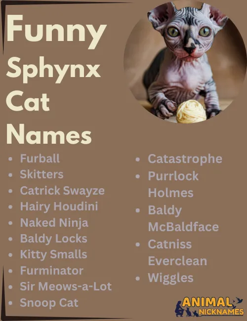 Funny Sphynx Names