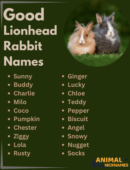 Good Lionhead Rabbit Names