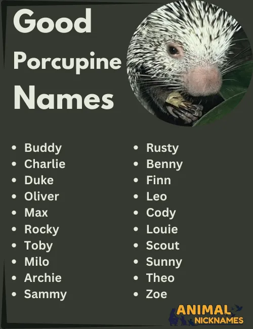 Good Porcupine Names