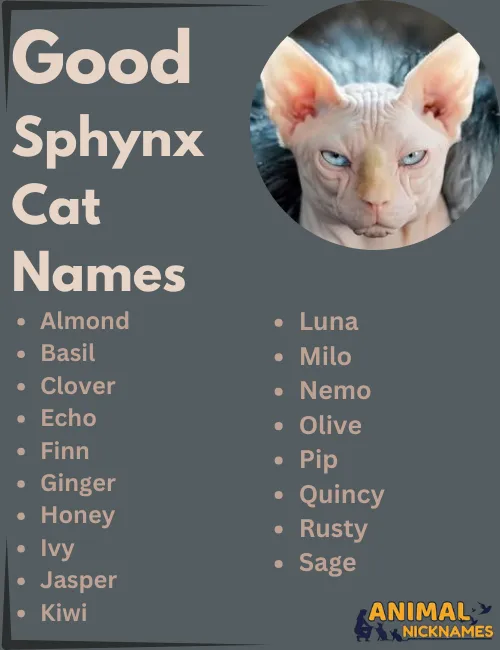 Good Sphynx Names