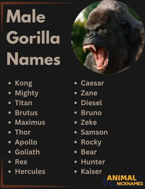 Male Gorilla Names