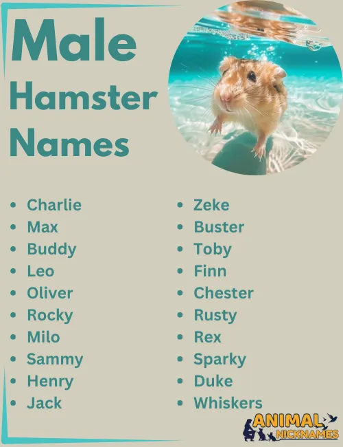 Male Hamster Names