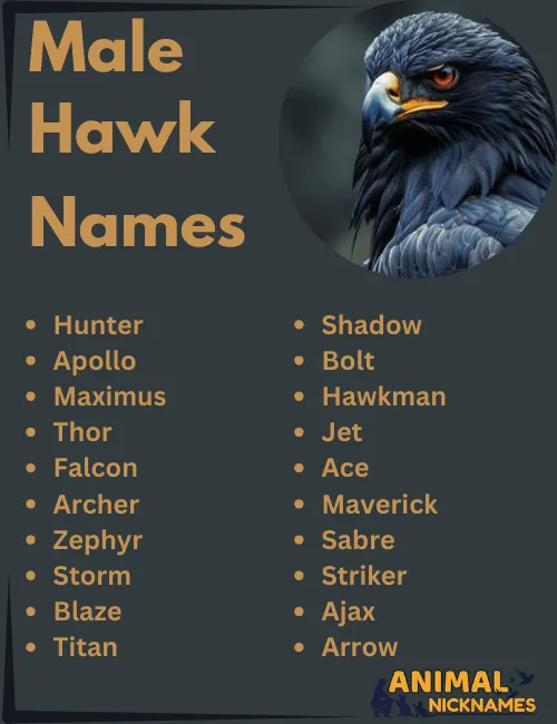 Male Hawk Names