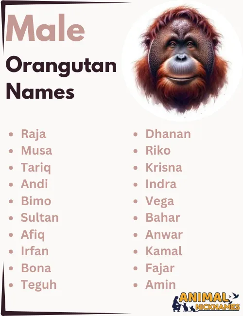 Male Orangutan Names