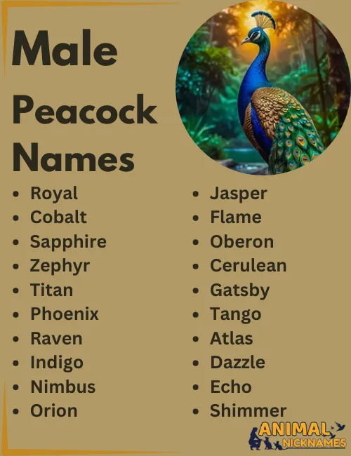 Male Peacock Names