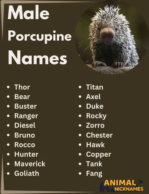 Male Porcupine Names