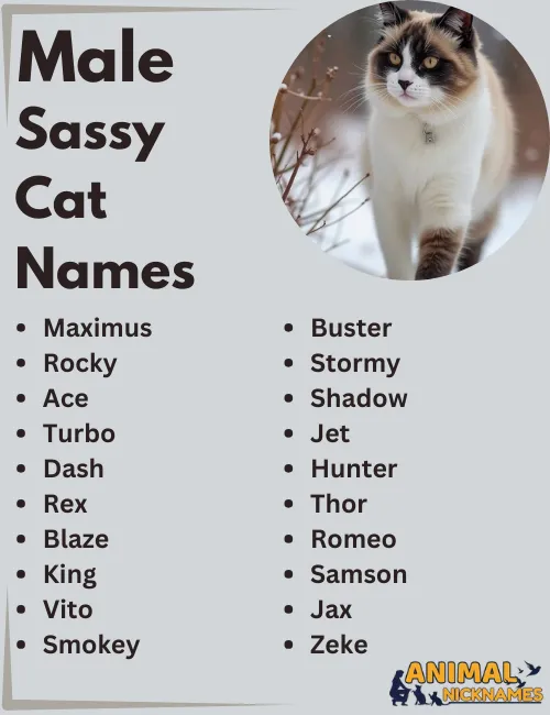 Male Sassy Cat Names