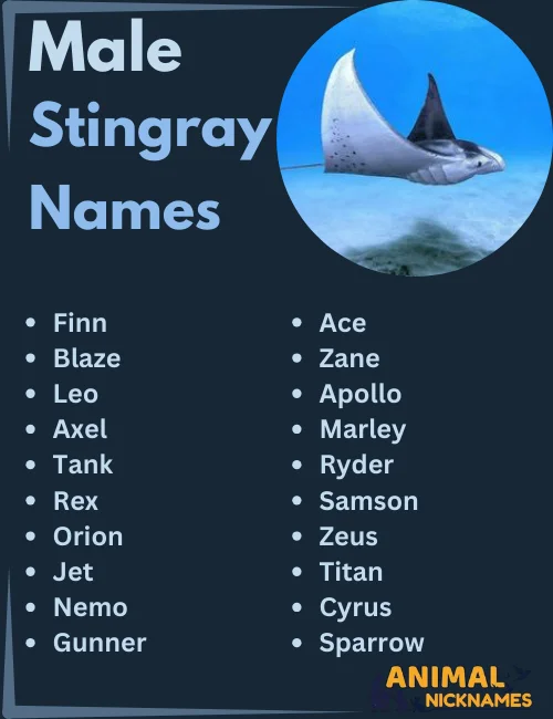 Male Stingray Names