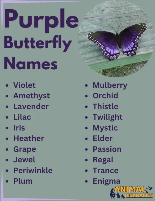 Purple Butterfly Names