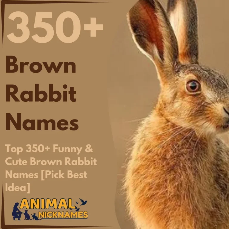 Top 350+ Funny & Cute Brown Rabbit Names [Pick Best Idea]