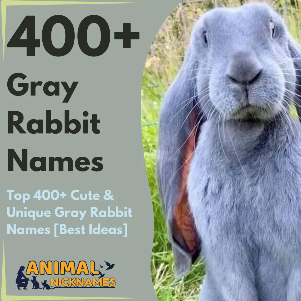 Top 400+ Cute & Unique Gray Rabbit Names [Best Ideas]