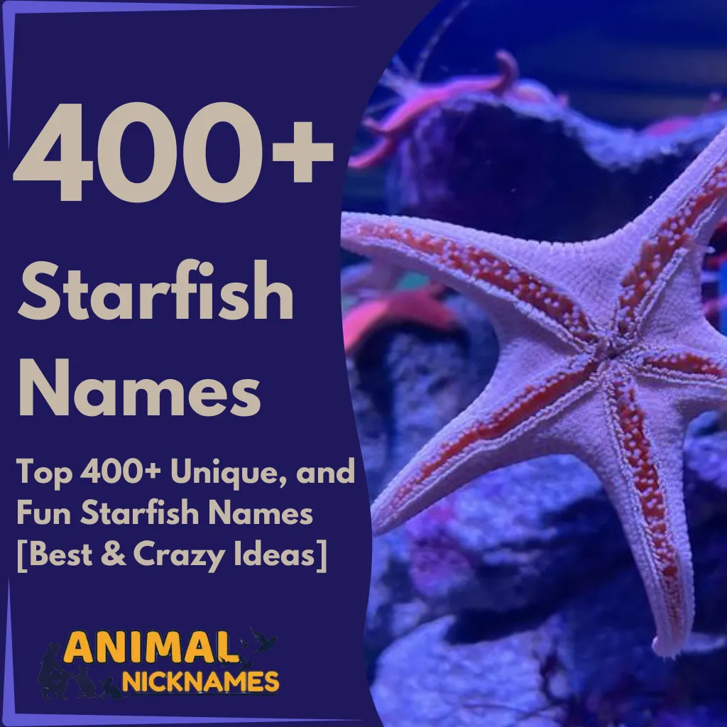 Top 400+ Unique, and Fun Starfish Names [Best & Crazy Ideas]