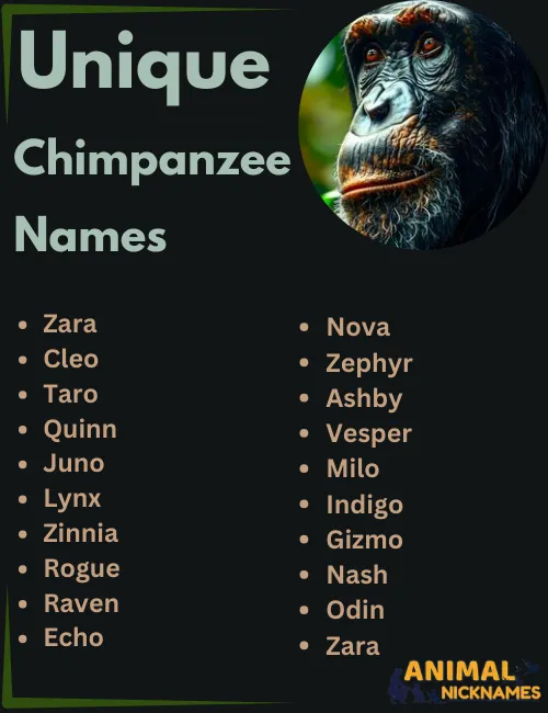 Unique Chimpanzee Names