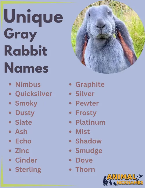 Unique Gray Rabbit Names