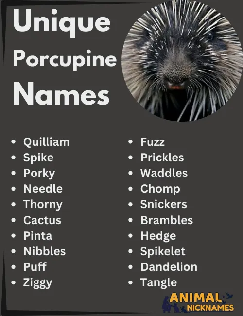 Unique Porcupine Names