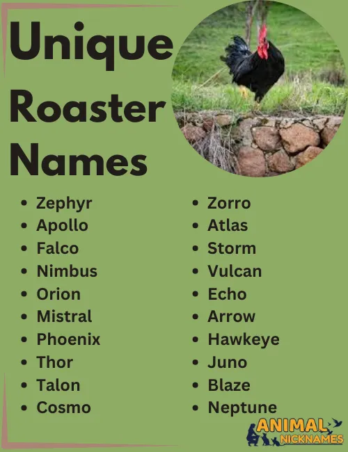 Unique Rooster Names