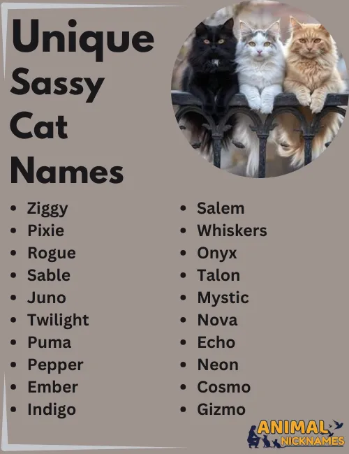 Best 400 Sassy Cat Names Perfect Ideas Generator