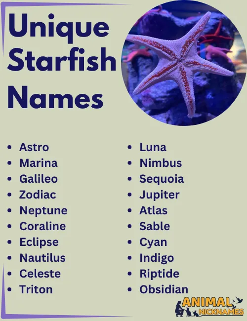 Unique Starfish Names