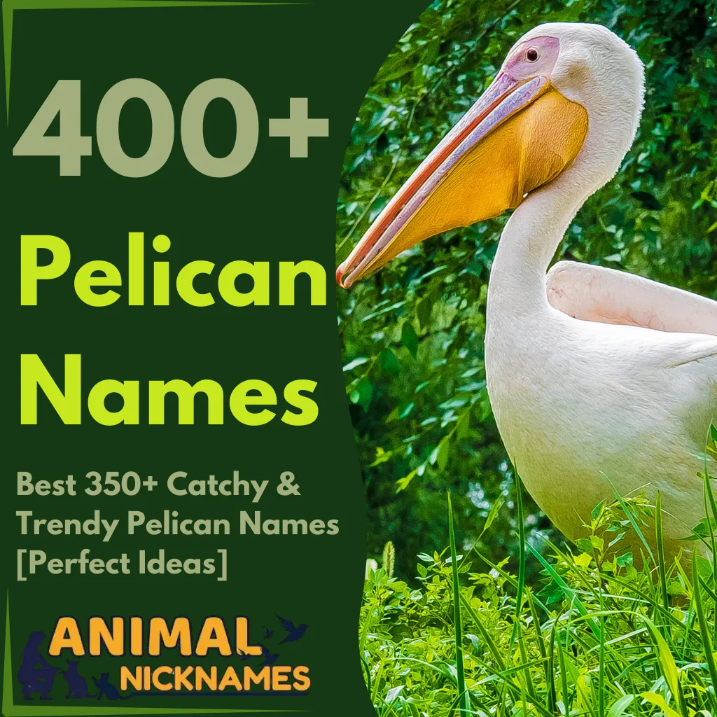 Best 350+ Catchy &Trendy Pelican Names [Perfect Ideas]