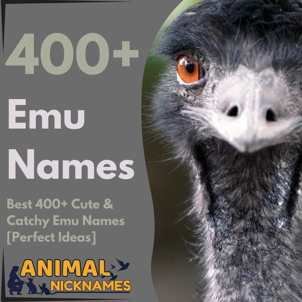 Best 400+ Cute & Catchy Emu Names [Perfect Ideas]