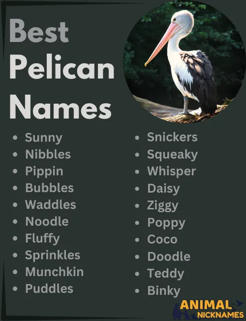 Best Pelican Names