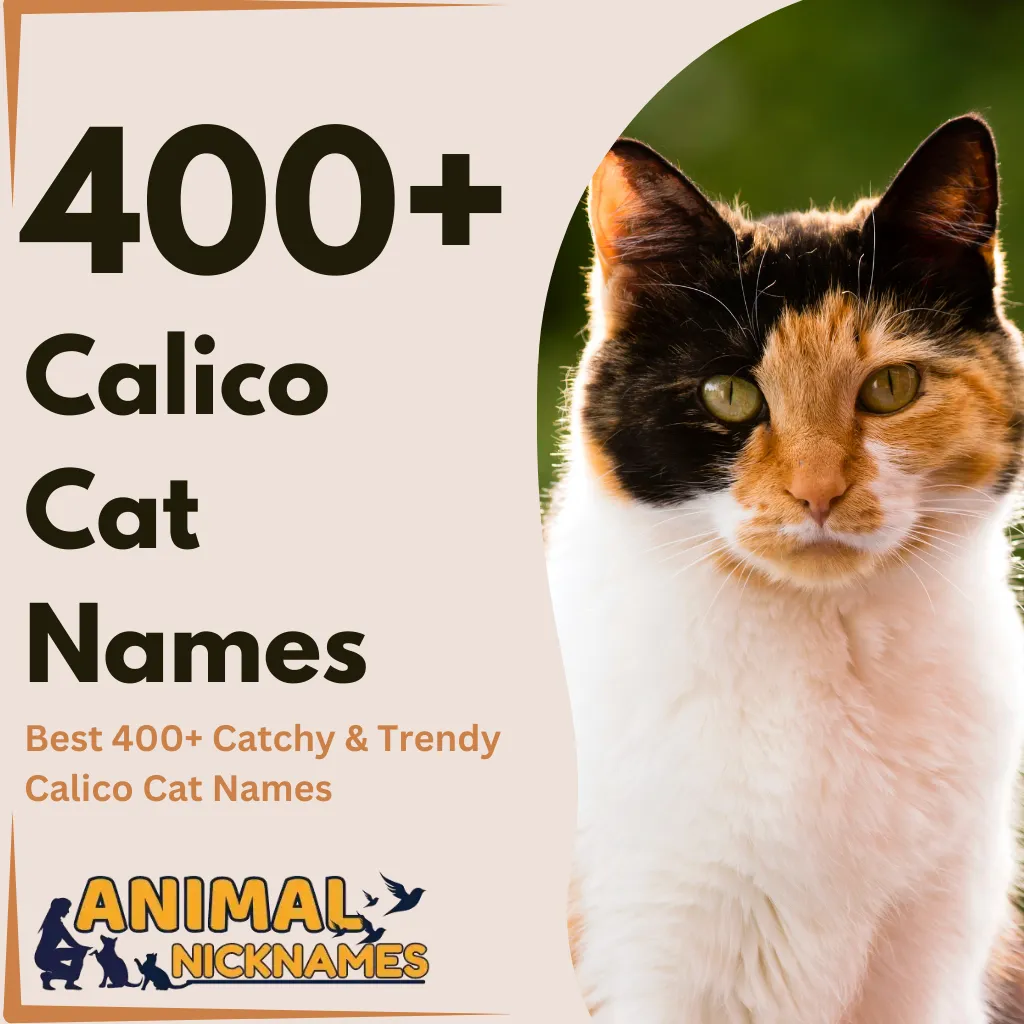 Calico Cat Names