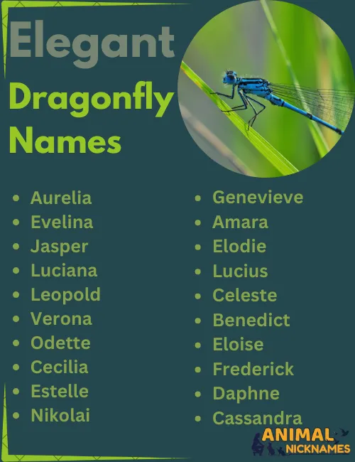 Elegant Dragonfly Names