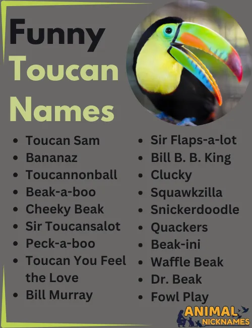 Funny Toucan Names