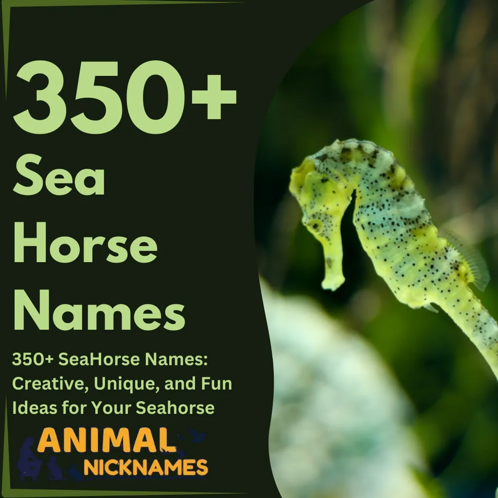 Sea Horse Names