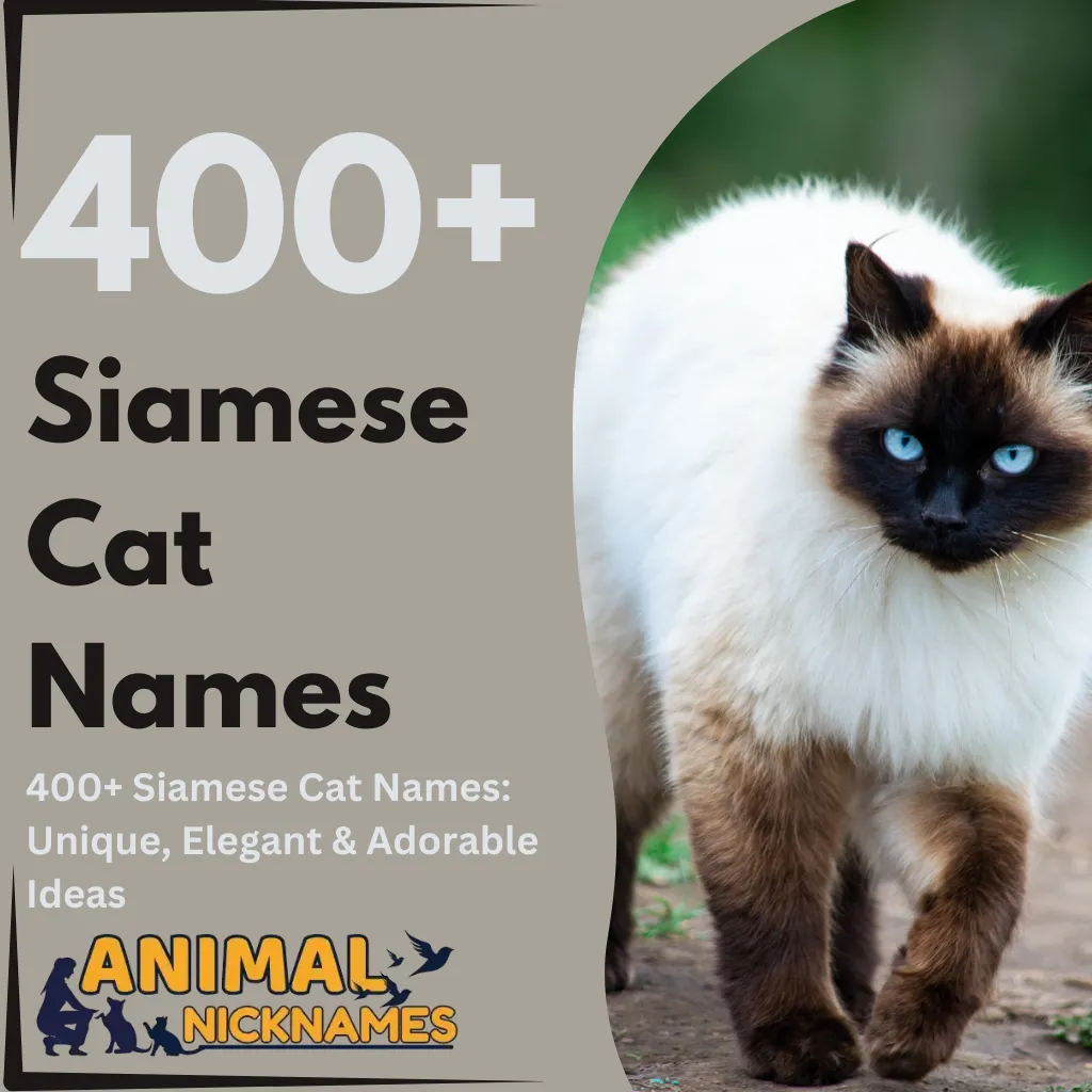 Siamese Cat Names