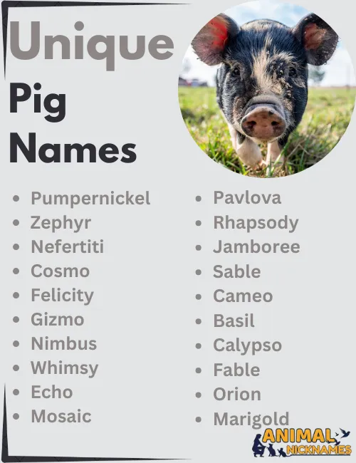 Unique Pig Names