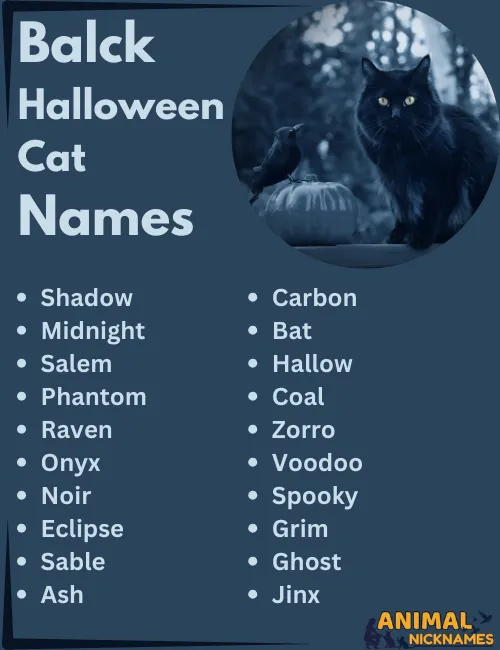 Black Halloween Cat Names