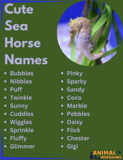 Cute Sea Horse NAmes