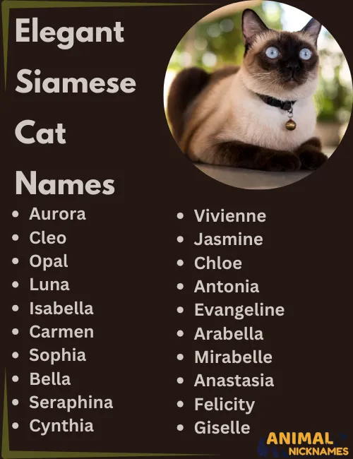 Elegant Siamese Cat Names