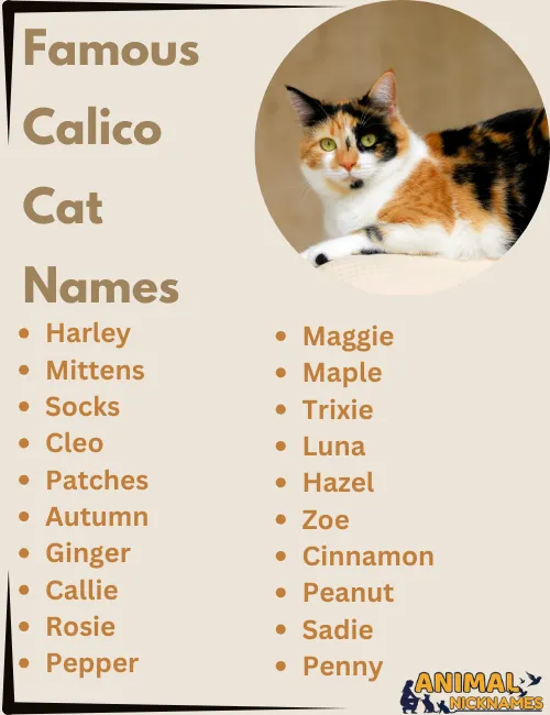 Famous Calico Cat Names