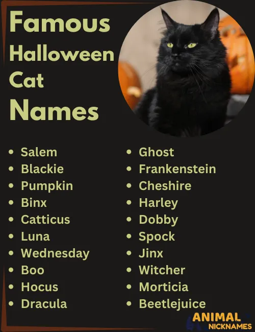 Famous Halloween Cat Names