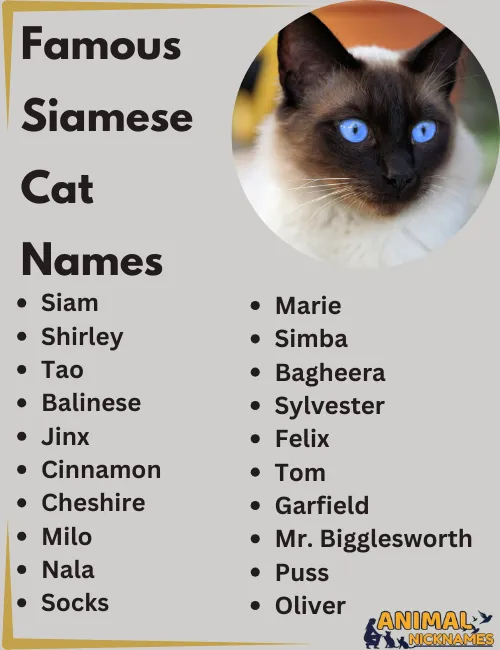 Famous Siamese Cat Names