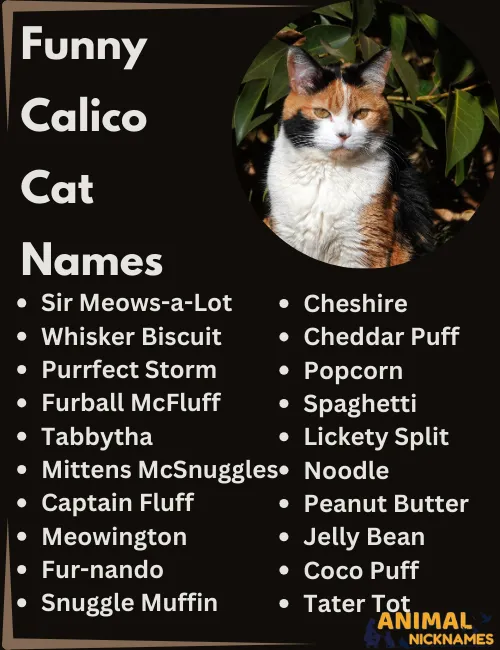 Funny Calico Cat Names