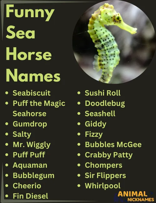 Funny Sea Horse Names